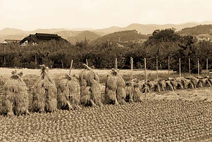 Yanagawa Farm