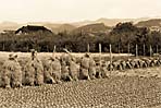 Yanagawa Farm