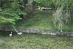 Swans