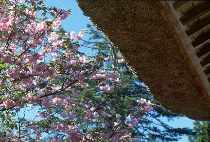 Cherry Blossom in Iwate