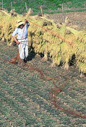 Rice Harvest