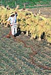 Rice Harvest