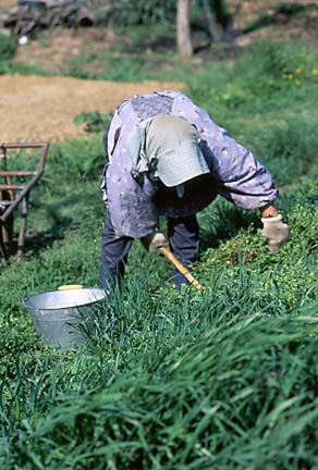 Farmer