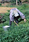Farmer