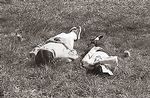 Summer Nap