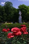 Red Roses