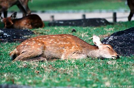 Nap Time