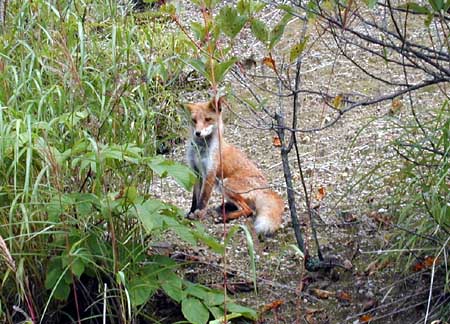 Japanese Fox
