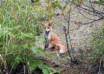 Japanese Fox