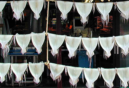 Squid Drying