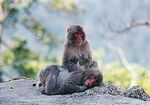 Miyajima Monkeys