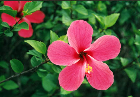 Pink Hibiscus