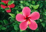 Pink Hibiscus