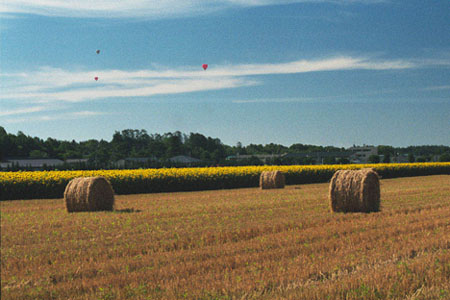 Sunflowers and Hot Air