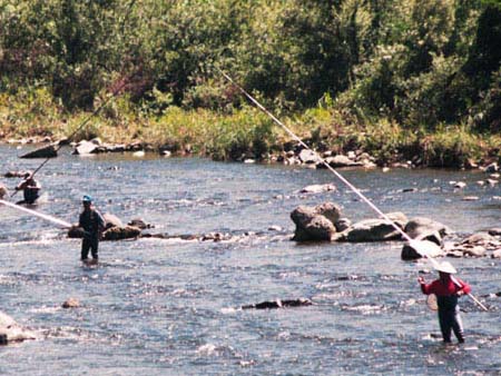 Ayu Fishing