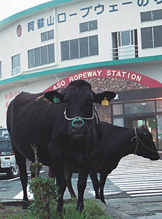 Mt. Aso Cattle