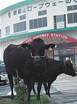 Mt. Aso Cattle